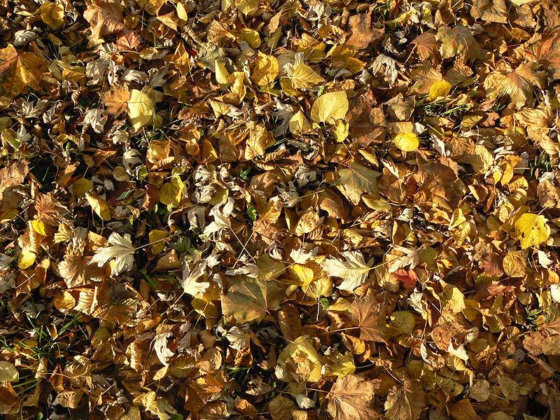 marzena_autumn_leaves.jpg