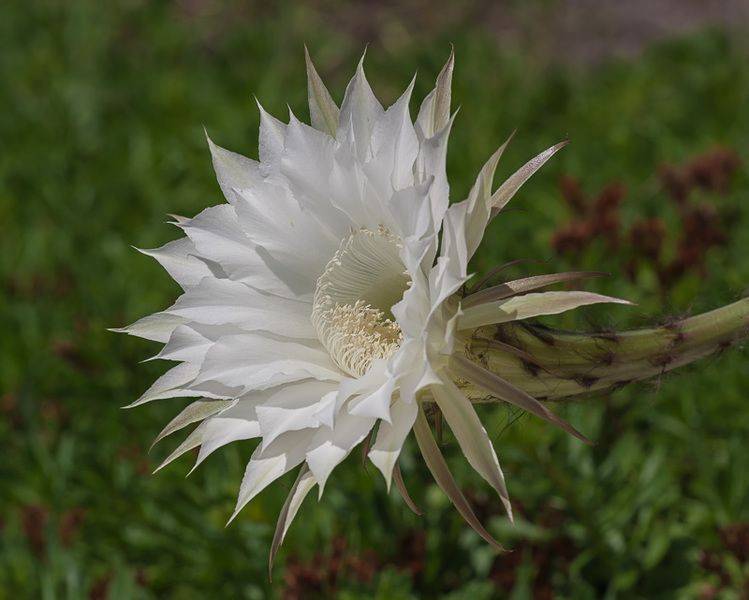 marzena_bring_me_a_flower.jpg