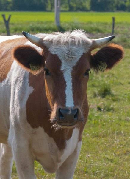 marzena_cow.jpg