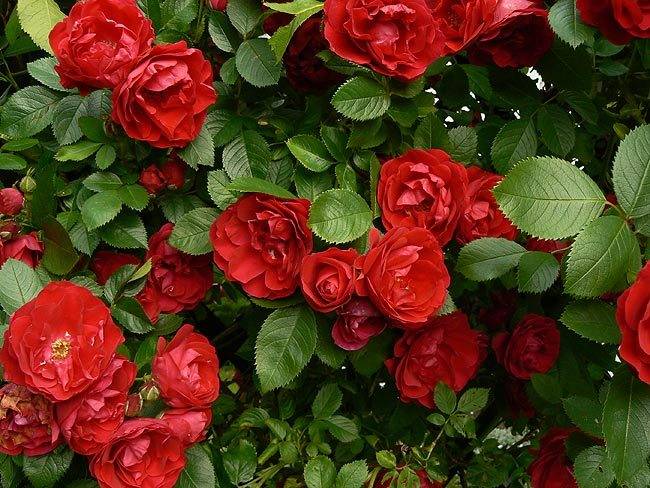 marzena_flowers7.jpg