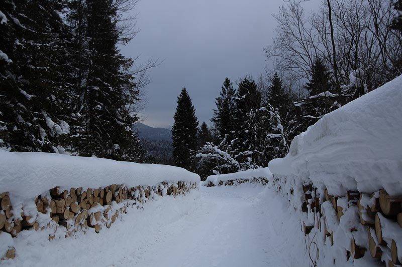 marzena_forest.jpg