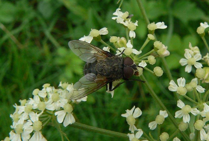 marzena_housefly.jpg