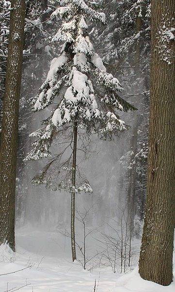marzena_natural_framing1.jpg