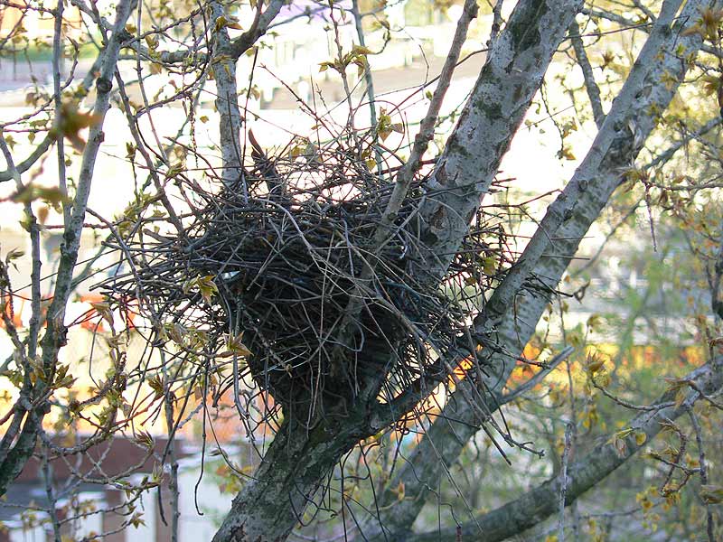 marzena_nest.jpg
