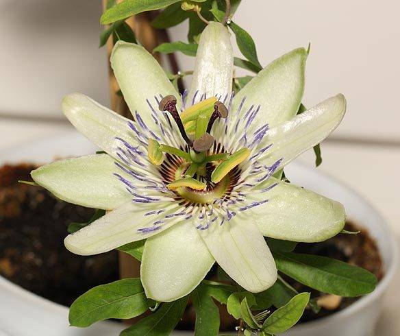 marzena_passiflora.jpg