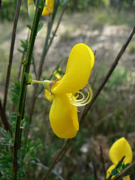 marzena_spring_flowers.jpg