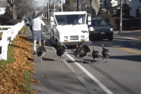 massachusetts-mail-carrier.png