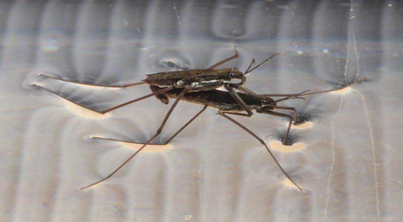 mating water striders.jpg