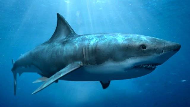 Megalodon+Shark3.jpg