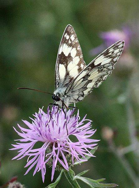 Melangaria_galathea.jpg