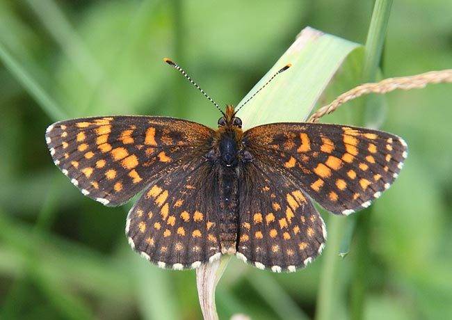 Melitaea_diamina_.jpg
