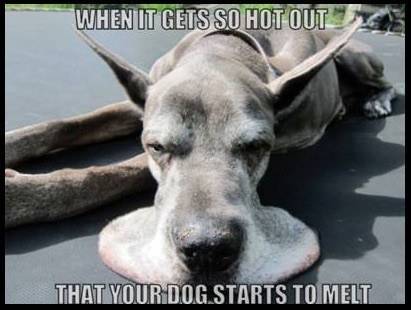 melting.dog copy.jpg