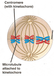 metaphase-I.gif