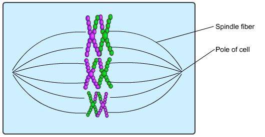 Metaphase1.jpg