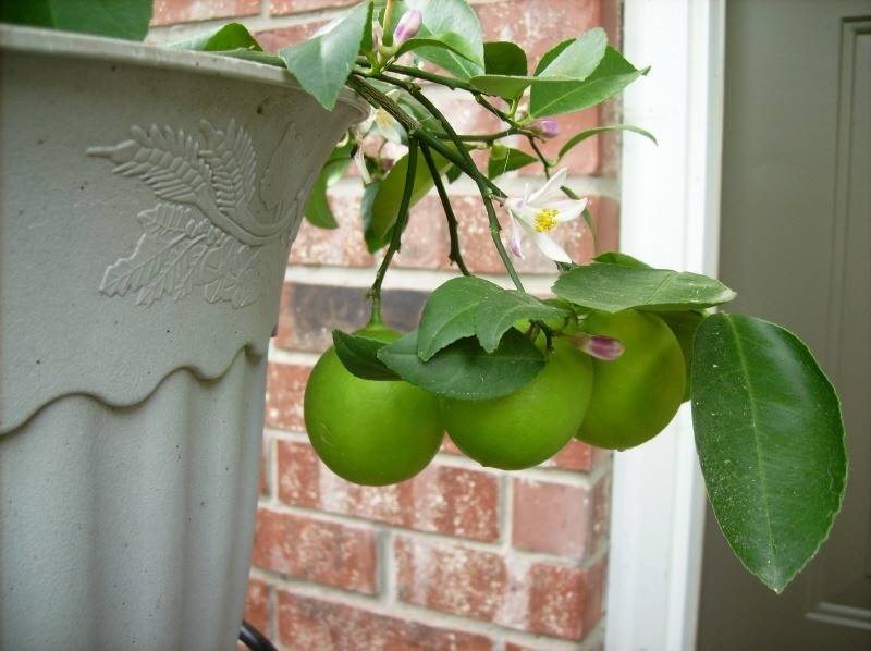 Meyer lemons.jpg