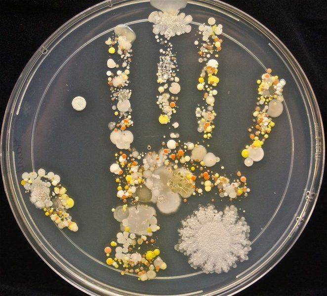 microbe.jpg