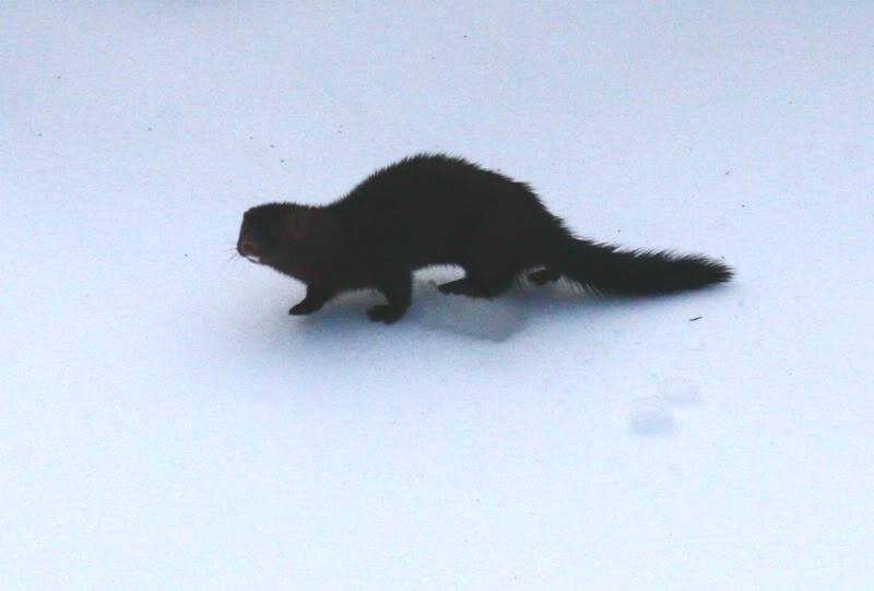 mink.jpg