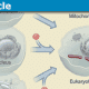 Mitochondria-80x80.png