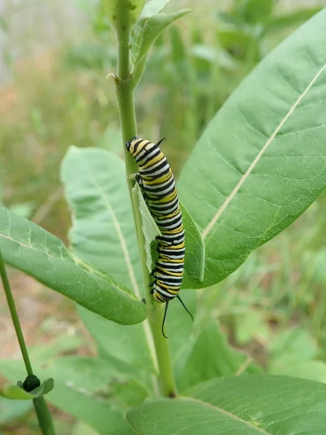 Monarch Caterpillar.webp