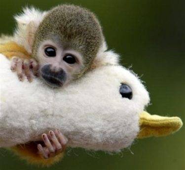 monkey_and_stuff_duck_2-4143-1-_tplq.jpg
