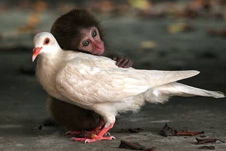 monkeypigeonuppa_450x300.jpg