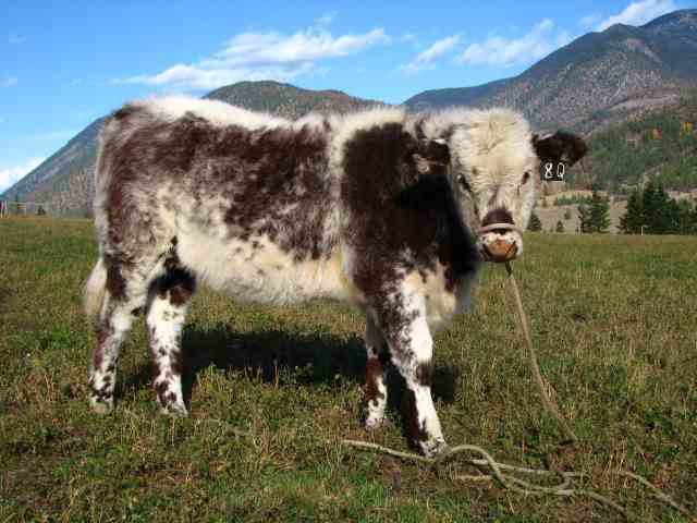 Moo lillooet oct 27 2008 018sm.jpg