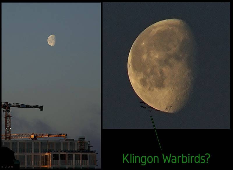 Moon and birds.jpg