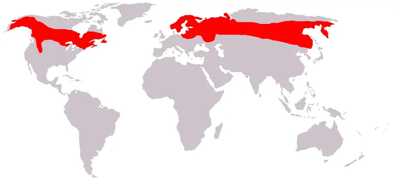 Moose_distribution.webp