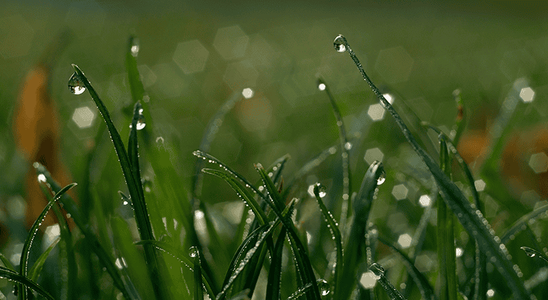 Morning Dew in grass (MOG Oreston 50mm).png
