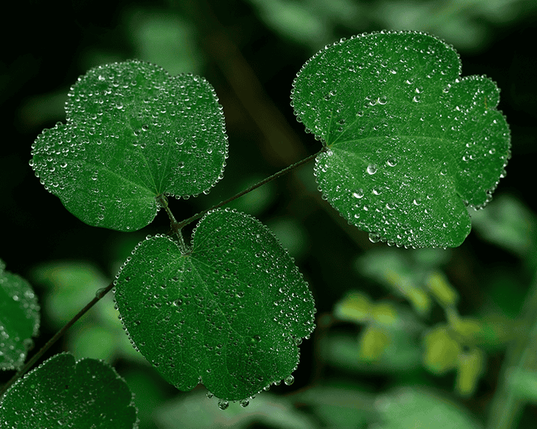 Morning Dew on leaves (MOG Oreston 50mm).png
