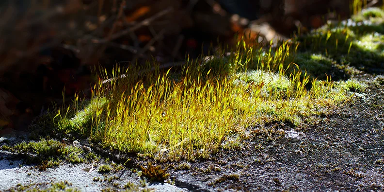 Moss (11) (stacked) (Canon nFD 50mm f1.4 + CPL).webp