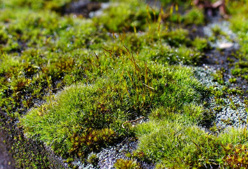 Moss (3) (stacked) (Canon nFD 50mm f1.4 + CPL).webp