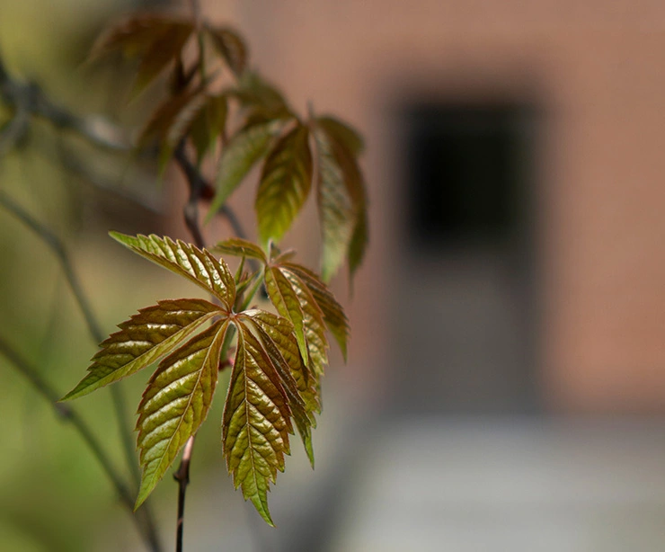 Mountain clematis, leaves (1) (7artisans 35mm f0.95).webp