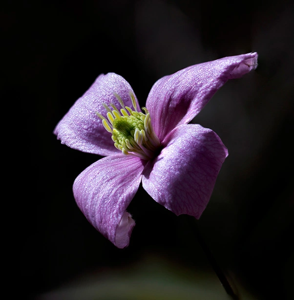 Mountain clematis (Pentacon 50mm MC) (focus stacked).webp
