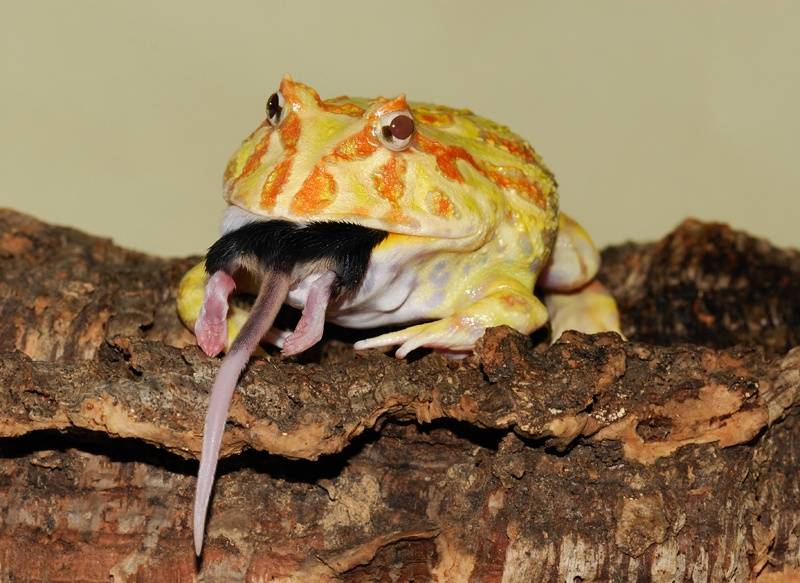Mouse%20Trap%202.jpg
