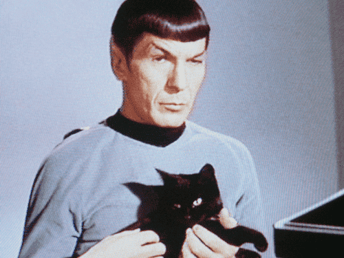 mrspockgattino.png