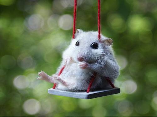 mua-hamster-t%E1%BA%A1i-hn.jpg