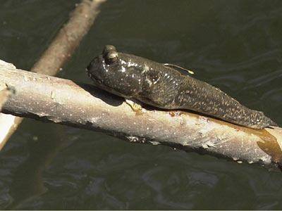 mudskipper.jpg