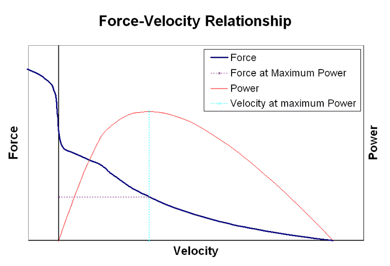 Muscle_Force_Velocity_relationship.png