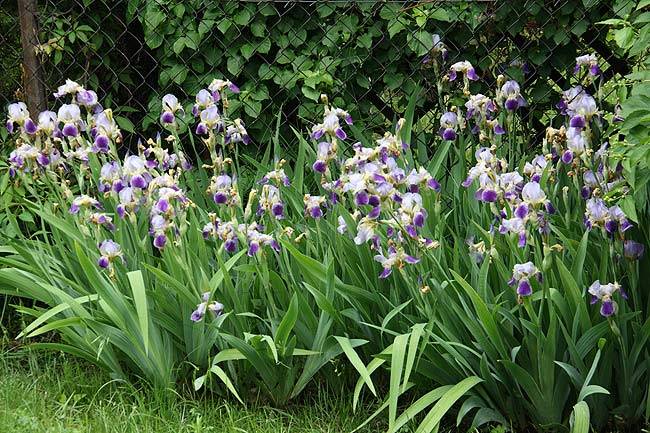 my_irises.jpg