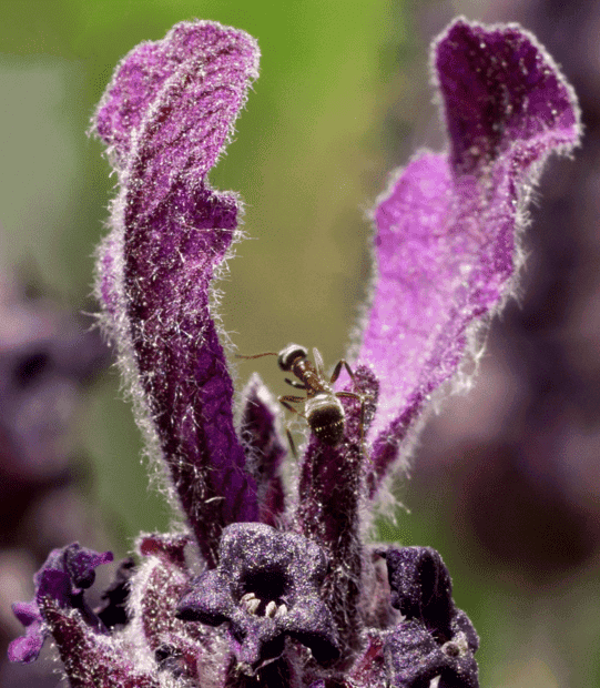 Myra klättrar på en violett blomma.png