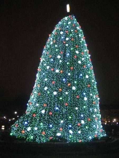 NationalTree.jpg