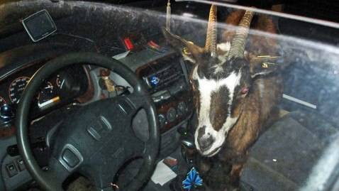 nc_goat_trapped_car_nt_120510_wblog.jpg