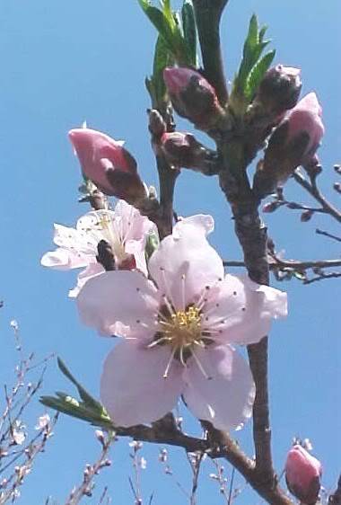 nectarine2.jpg