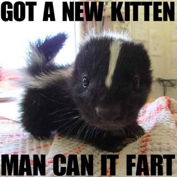 new kitten and farting.jpg