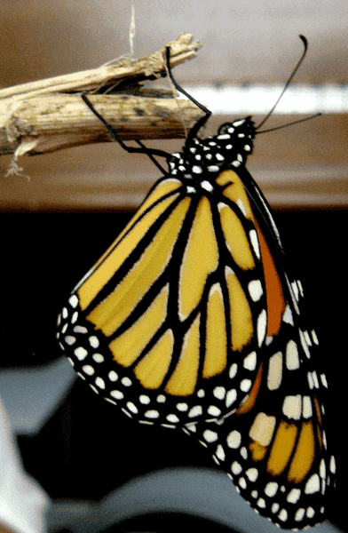 newmonarch2_zps3b14cbda.png