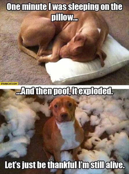 nute-i-was-sleeping-on-the-pillow-and-then-poof-it-exploded-lets-just-be-thankful-im-still-alive.jpg