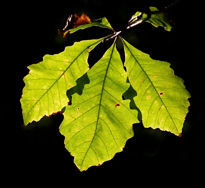 Oak leaves.webp