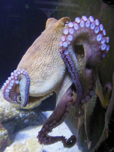 Octo copy.jpg