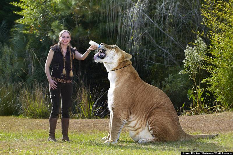 om%2fgen%2f1351337%2fthumbs%2fo-HERCULES-LIGER-900.jpg
